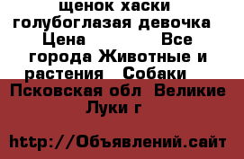 щенок хаски  голубоглазая девочка › Цена ­ 12 000 - Все города Животные и растения » Собаки   . Псковская обл.,Великие Луки г.